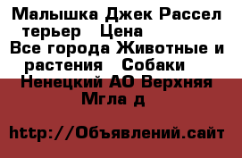 Малышка Джек Рассел терьер › Цена ­ 40 000 - Все города Животные и растения » Собаки   . Ненецкий АО,Верхняя Мгла д.